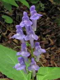 Image result for Scutellaria schweinfurthii