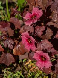 Image result for Hibiscus fuscus