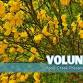 Volunteer Day: Invasive Plant Removal - Rana Creek event image