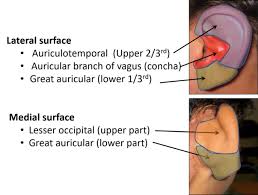 So in order to check the tympanic membrane the pinna requires to be pulled upwards. External Ear Auricle And External Acoustic Meatus Anatomy Qa Facial Nerve Sensory Nerves External Ear Anatomy