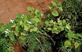 Image result for Crotalaria verrucosa