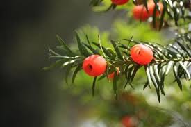 Yew Vs Hemlock Pacific Hemlock Foliage