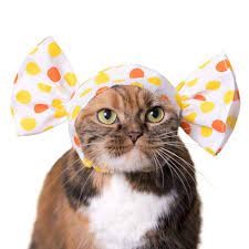 Amazon Com Kawaii Kawaii Neko Candy Chan Candy Hat For Cat Strawberry Pet Supplies Kawaii Neko Hat For Cat Cat Orange
