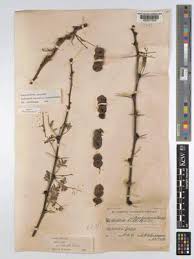 Image result for Anisopappus kirkii