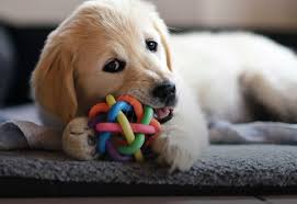 How much does dog teeth cleaning cost? Pet Dental Insurance Trupanion