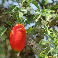 Image result for Momordica cardiospermoides