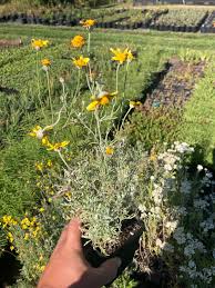 Image result for Eriospermum seineri