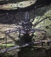 We did not find results for: Tailless Whip Scorpion Picture Of Greentique Costa Rica Tours Manuel Antonio Tripadvisor