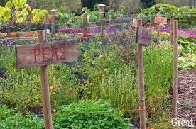 There are more than 100 species in the goldenrod family. 8 Vegetables To Plant In Autumn Gardening Is Great