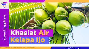 Air kelapa banyak memiliki manfaat. Ini Dia Manfaat Terbaik Dari Air Kelapa Ijo Youtube