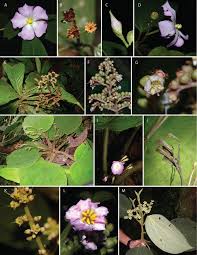 Image result for Cincinnobotrys