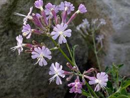Image result for Glyphaea tomentosa
