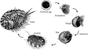 Abalone life cycle. Fertilized eggs hatch 1–3 days post spawn, then the... | Download Scientific Diagram