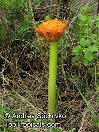 Image result for Scadoxus