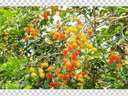 We did not find results for: Thai Cuisine Rambutan Tropical Fruit Citrus Png Clipart Citrus Durian Evergreen Fruit Fruit Tree Free Png