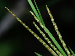 Image result for Coelorachis