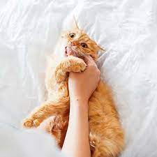 Tips To Survive Kitten Teething Blue Buffalo