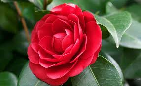 Some geranium cultivars grow as high as 2 ft. Red Winter Flowers Red Winter Flower With Names