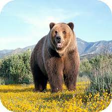 Kevin abstract matt champion joba bearface merlyn wood hd brockhampton. Bear 4k Wallpaper Amazon De Apps Spiele