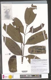 Image result for Trichoscypha lucens