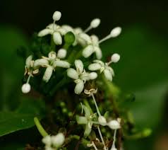 Image result for Rutidea