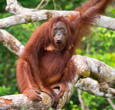 Speakers who innovated the form orangutang after hearing orangutan would have constructed a lexical entry that does not generate the surface form they were exposed to. Ape Definition Facts Britannica