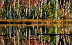 A collection of the top 68 tree wallpapers and backgrounds available for download for free. Best 47 Birch Wallpaper On Hipwallpaper Snow White Birch Wallpaper Silver Birch Wallpaper And Birch Print Wallpaper
