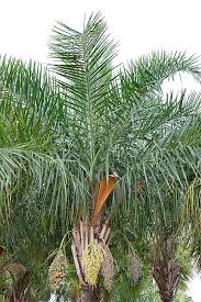 Image result for Syagrus