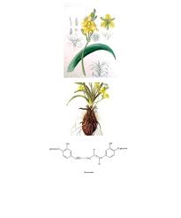 Image result for Hypoxis monanthos