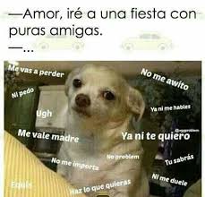 Memes De Perritos Perro Enojado Memes Imagenes De Humor