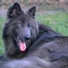 Silver sable german shepherd puppies picture collection. Https Encrypted Tbn0 Gstatic Com Images Q Tbn And9gctnxi1qvsmafm3jtjezf5j7kzgi5zthl0j5xheos2wwurjq55xl Usqp Cau