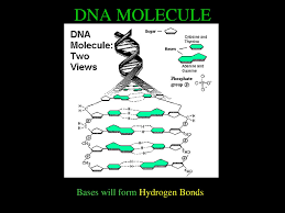 During nucleotide production, the nitrogenous base will attach. Which Pair Of Nitrogenous Bases Will Form A Bond In A Dna Molecule Which Pair Of Nitrogenous Bases Will Form A Bond In A Dna Molecule Structure And Function Of Dna