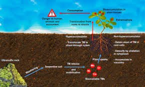 Earth's body of soil, called the pedosphere. Occurrence And Cycling Of Trace Elements In Ultramafic Soils And Their Impacts On Human Health A Critical Review Sciencedirect