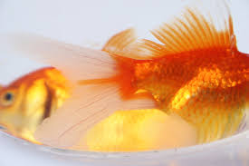 Weather Loach (Dojo) – Fish Tank Limited
