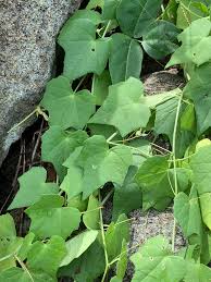 Image result for Momordica boivinii