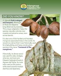 Image result for Heritiera littoralis