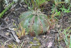 Image result for Ceropegia namuliensis