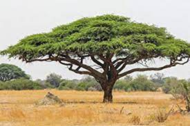 This next episode in our series, the basics of food gums explores gums that come from tree saps or plant exudates. Gum Arabic Freshly Cosmetics
