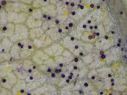 Longer type iv pili are used for locomotion while shorter type i pili assists in biofilm formation inside its hosts. Powdery Mildew Of Grapevines In Western Australia Agriculture And Food