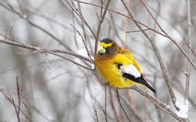 Het ophalen van de vertaling is mislukt. Evening Grosbeak Call Types Of North America Ebird