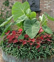 Elephant ear plant, elephant ear, elephant ears. Elephant Ears Colocasia Alocasia And Xanthosoma Wisconsin Horticulture