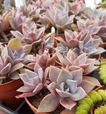 Succulents are a category of plants that have parts of thickened and fleshy leaves or stems to help retain water in dry climates. Graptoveria Fred Ives Old Court Nurseries