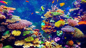 Coral Reef With Tropical Fish Live Acrylic Painting Tutorial Coral Reef Art Coral Reef Great Barrier Reef