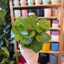Image result for Begonia pulcherrima