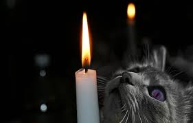 Are you looking for free flame animals templates? Wallpaper Cat Eyes Cat Look Face Flame Animal Candle Images For Desktop Section Koshki Download