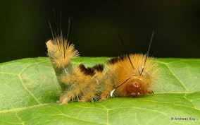 Black And Yellow Hairy Caterpillar Hairy Caterpillar Of A Tiger Moth Tiger Moth Caterpillar Moth