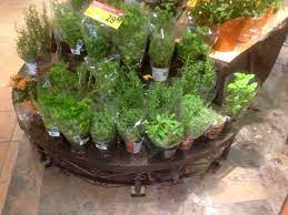 How To Save Supermarket Herbs Laidback Gardener