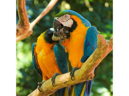 Bird Park Iguacu With Images Brazil Machu Picchu Park