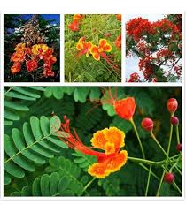 Image result for Caesalpinia rubra