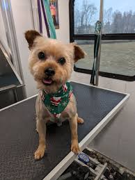 Uptown Hound Mobile, LLC Mobile dog grooming, with monthly appointments  available 😍 Servicing pups from 8wks to 18yrs old(our current oldest).  Mobile offers a low stress environment for your pup to relax